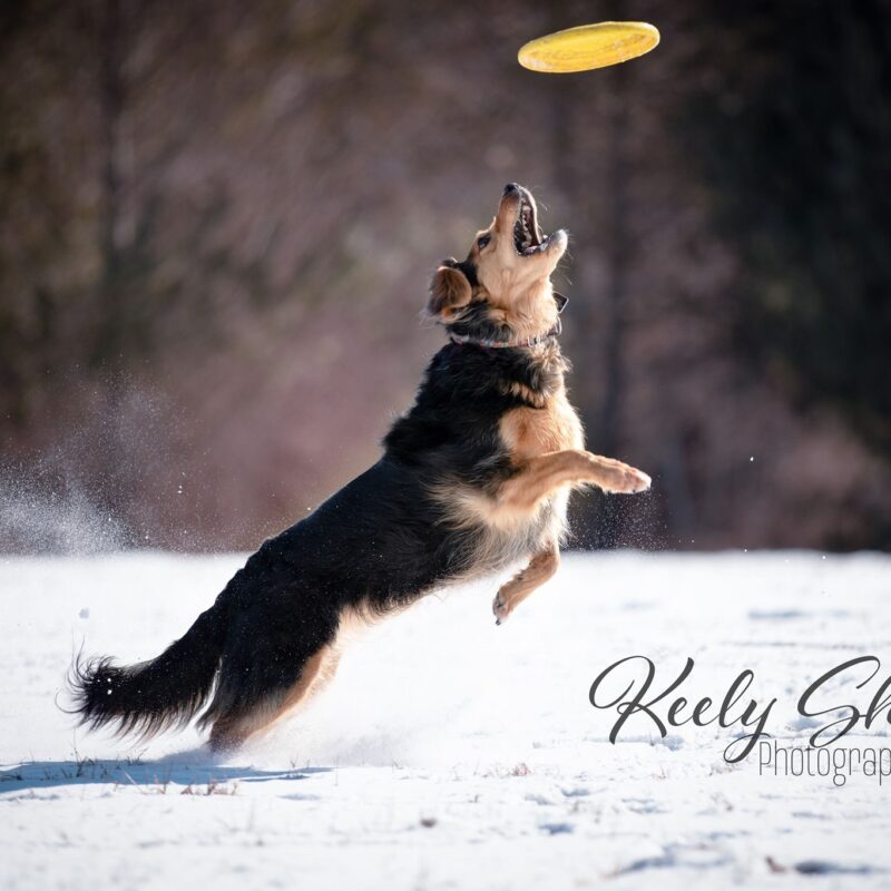 Disc Dog Clubs Skyhoundz