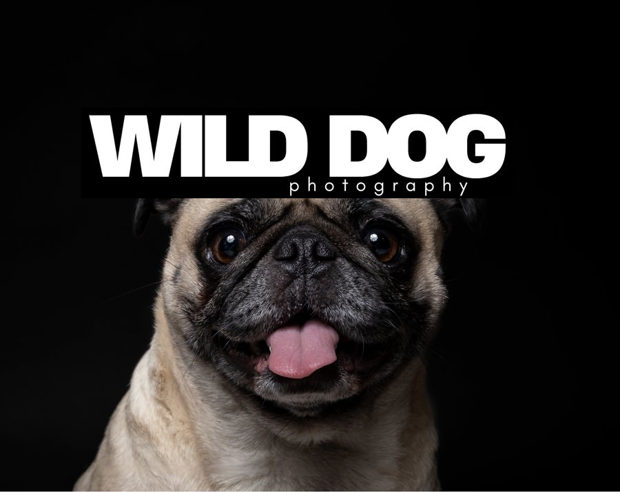 Wild Dog Photography